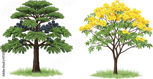 tree, foliage, blossom, seasonal, deciduous, fruit, flowering, jabuticaba, tabebuia, trumpet, ornamental, nature, landscape, vector, illustration, green, yellow, trunk, flora, comparison