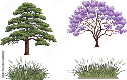 tree, foliage, blossom, seasonal, coniferous, jacaranda, evergreen, flowering, ornamental, grass, planter, nature, landscape, vector, illustration, green, purple, trunk, flora, comparison