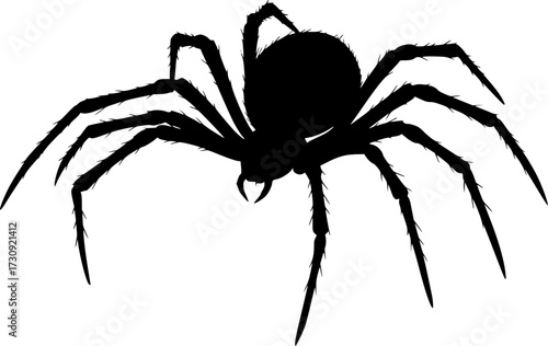 black widows vector isolated on white illustration silhouette
