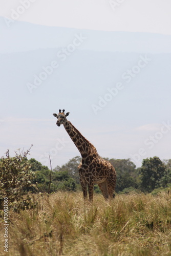 Photography giraffe in the savannah