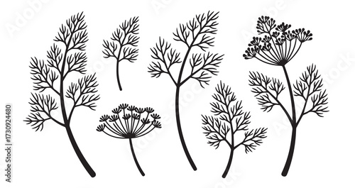 Dill Vegetable Line Art Fresh Healthy Leaf Outline