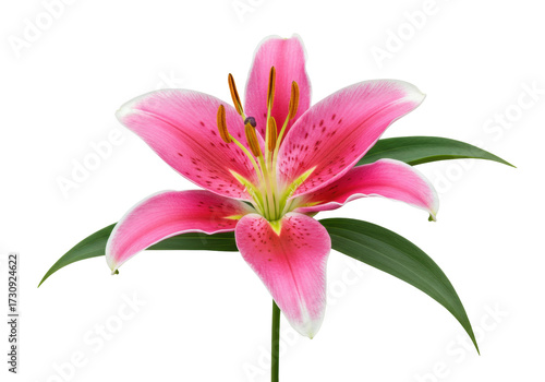 Canvastavla Striking pink lily isolated on transparent background, vibrant flower with detai