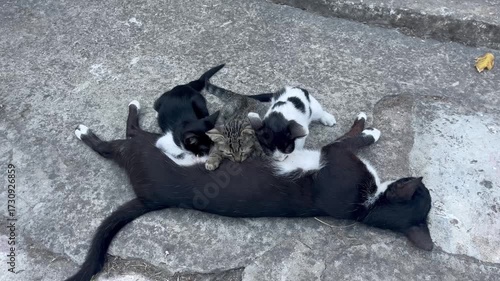black and white dog