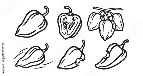 Habanero Vegetable Line Art Hand Drawn Leaf Vector