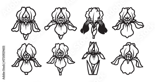 Iris Line Art Hand Drawn Flower Outline