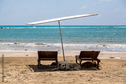 Sea, sun, beach, sun loungers, summer scenery. Dogs resting in the shade. End of summer season, end of vacation. Karataş, Adana, Türkiye.