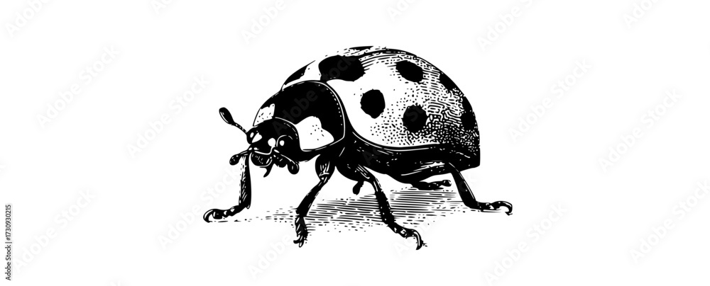 Obraz premium a black and white drawing of a ladybugbeetle, black, bug, dot, drawing, illustration, image, insect, ladybird, white 