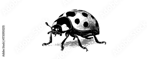 a black and white drawing of a ladybugbeetle, black, bug, dot, drawing, illustration, image, insect, ladybird, white 