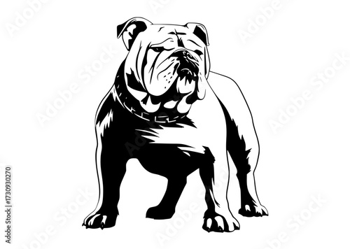 a black and white silhouette of a bulldog standing on all foursblack, bulldog, dog, head, illustration, image, neckband, profile 
