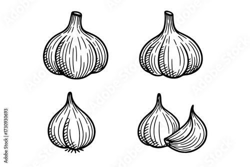 Detailed sketches of garlic cloves and bulbs showcasing their unique shapes and structures in black and white