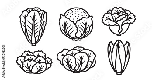 Lettuce Vegetable Line Art Organic Food Design