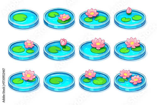 Sequence of blooming lotus flowers on water in circular containers