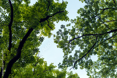 natural background bottom view of the trees stretch to the blue sky