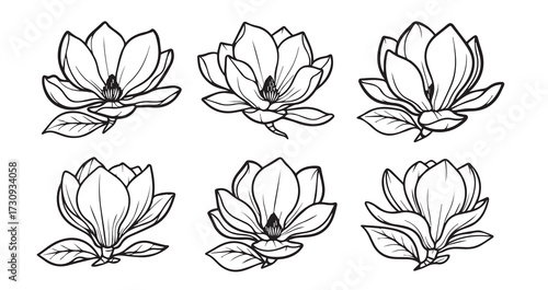 Magnolia Line Art Hand Drawn Flower Outline