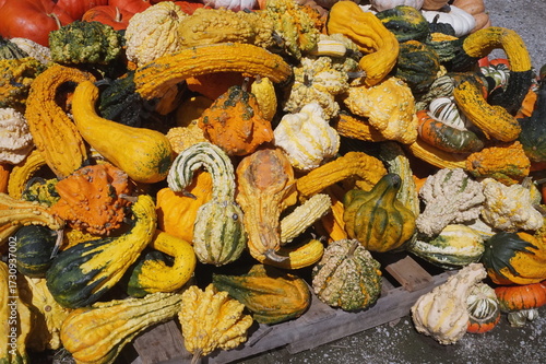 Pile of Multi-Colored Gourds