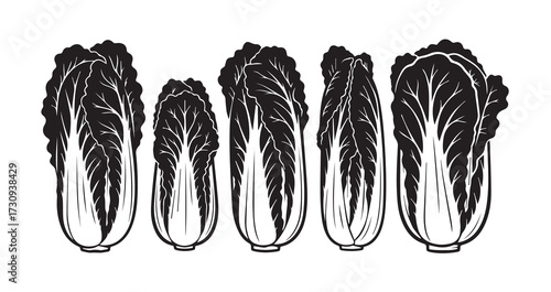Napa Cabbage Vegetable Line Art Natural Organic Food Illustration