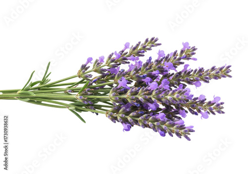 Bunch of lavender flowers isolated on transparent background, aromatic purple blossoms for aromatherapy and relaxation