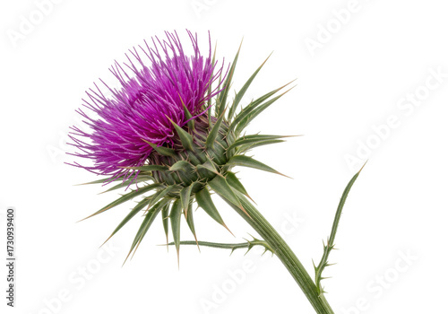 Purple thistle flower isolated on transparent background, prickly plant with spiky leaves and vibrant bloom for nature designs