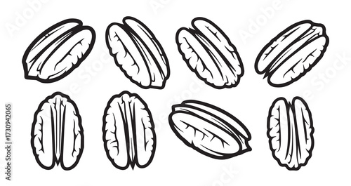 Pecan Fruits Line Art Minimal Outline Drawing