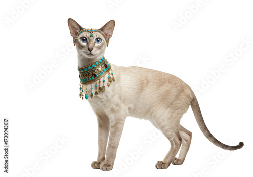 Foto Elegant Siamese cat with Egyptian jewelry isolated on transparent background, re