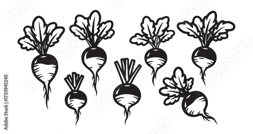 Radish Vegetable Line Art Elegant Botanical Drawing