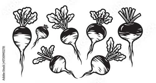 Radish Vegetable Line Art Elegant Botanical Drawing