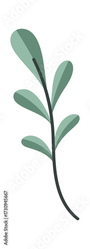 Natural plant element for decoration