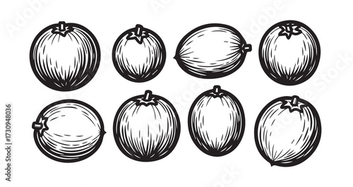 Sapodilla (Chikoo) Fruits Line Art Elegant Botanical Drawing
