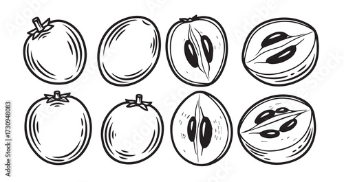 Sapodilla (Chikoo) Fruits Line Art Elegant Botanical Drawing