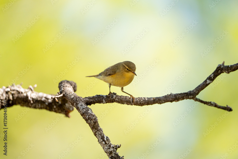Fototapeta premium Common chiffchaff (Phylloscopus collybita) photographed in Spain