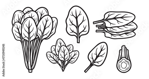 Spinach Vegetable Line Art Vector Illustration