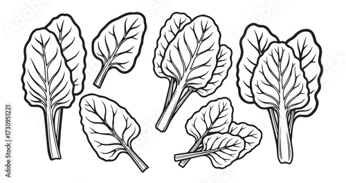 Swiss Chard Vegetable Line Art Botanical Sketch Vector