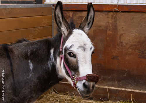 Close-up of a Miniature Donkey with a White Face and Shifty Eye