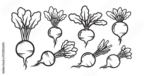 Turnip Vegetable Line Art Minimal Outline Drawing