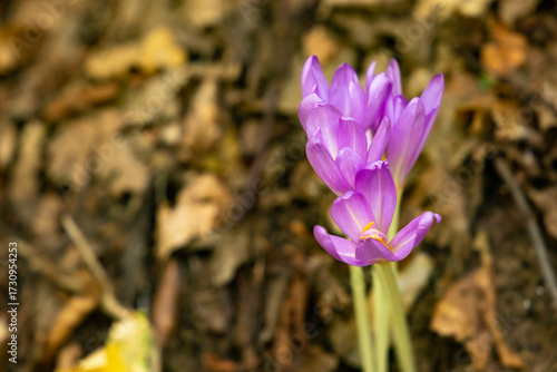 Close-up of purple autumn crocus flower blooming among dry leaves.