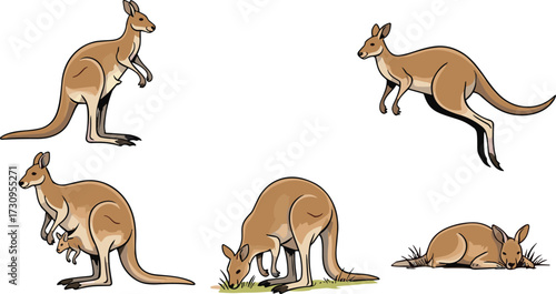 Vector illustration of kangaroo in different poses including jumping, resting, grazing, standing, and mother with joey for wildlife design
