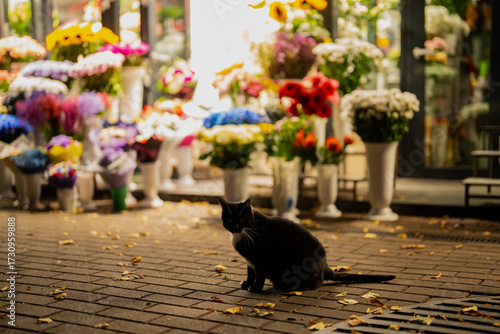 Cat resting in front of vibrant flower stand under warm evening light, fallen leaves on street creating poetic composition of city life, colors and quiet moment in night ambience