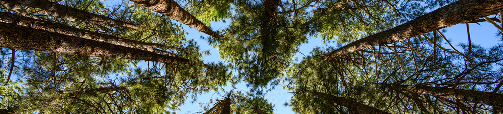 Fototapeta premium Looking up at ponderosa pine trees warmed by the summer sun on a blue sky day, as a nature background 