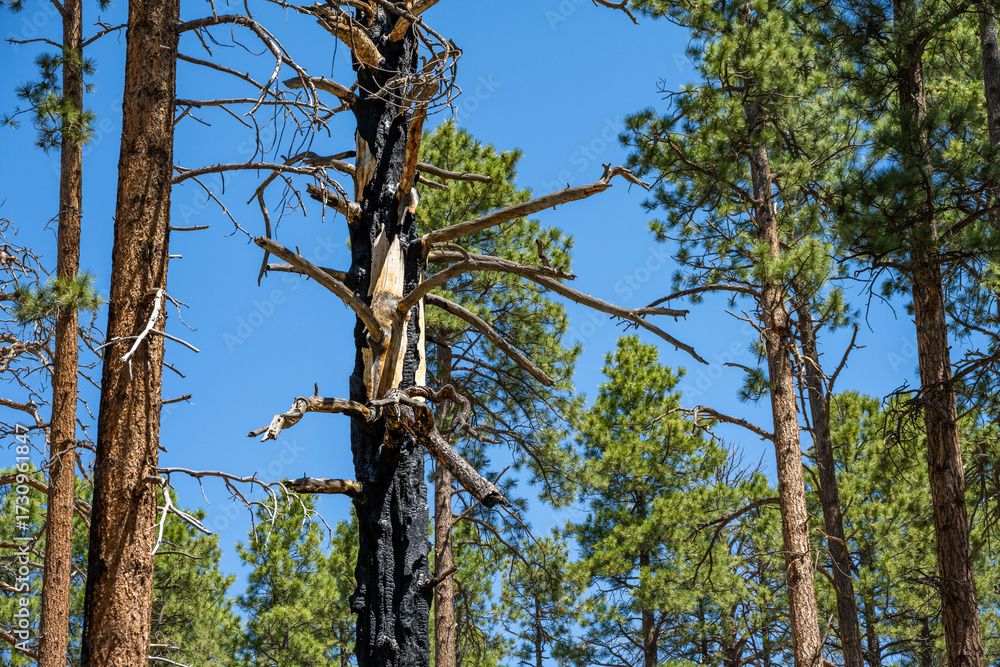 Fototapeta premium Dead tree burned by wildfire in a ponderosa pine forest that is recovering, north rim of Grand Canyon National Park, Arizona 