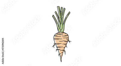 A delicious and healthy parsnip with green leafy tops is shown here.