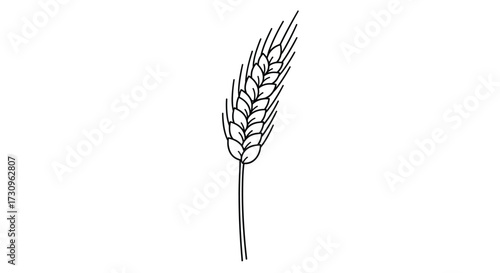 Illustration of a single wheat stalk with its characteristic grain head and stem.