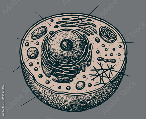 Vintage Human Cell – Retro Engraved Biology Illustration of Microscopic Structure