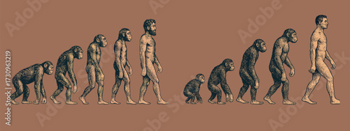 Vintage Illustration of Human Evolution – From Ape to Modern Man