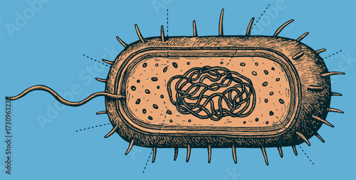 Vintage Engraving of Bacterium with DNA – Retro Biology Illustration