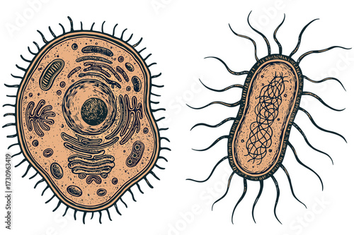 Engraving of Human Cells and Microorganisms – Vintage Biology Illustration
