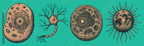 Engraved Neuron and Cells – Retro Biology Vintage Illustration