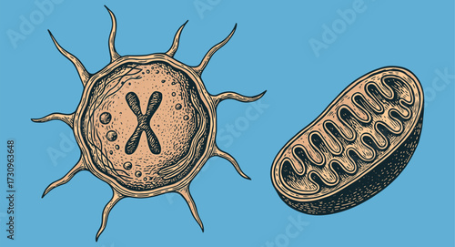 Vintage Biology Engraving – Virus and Mitochondria Illustration