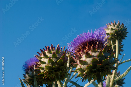 Obraz na plátně Purple cardoon flowers against blue sky
