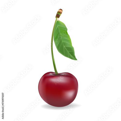 3d realistic vector icon illustration. Fresh red cherries with stem and leaf in one, two or three berries.