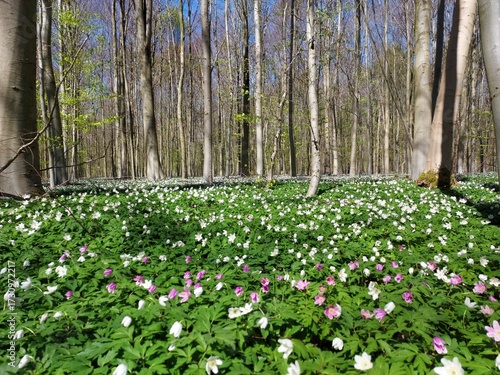 Anémones des bois, forêt domaniale de Raismes-Saint-Amand-Wallers, Hainaut, Nord, Hauts-de-France